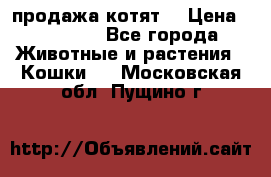 продажа котят  › Цена ­ 15 000 - Все города Животные и растения » Кошки   . Московская обл.,Пущино г.